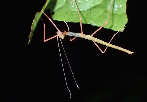 Phasmid - Paradiacantha acanthocephala Nymph of Stick Insect/Phasmid - Paradiacantha acanthocephala.
This species has a distinctive V-spines on its head. Geotagged,Kubah,Malaysia,Paradiacantha acanthocephala,Phasmid,Sarawak,Spring,Stick insect