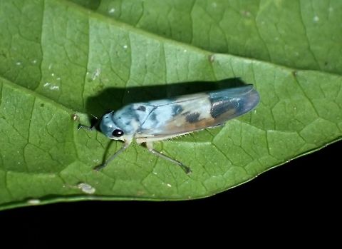 Blue Leafhopper - Poochara cumatilis Tiny Hopper, less than 1 cm in size, blueish in colour. Blue Leafhopper,Geotagged,Hopper,Kubah,Leafhopper,Malaysia,Poochara cumatilis,Sarawak,Spring