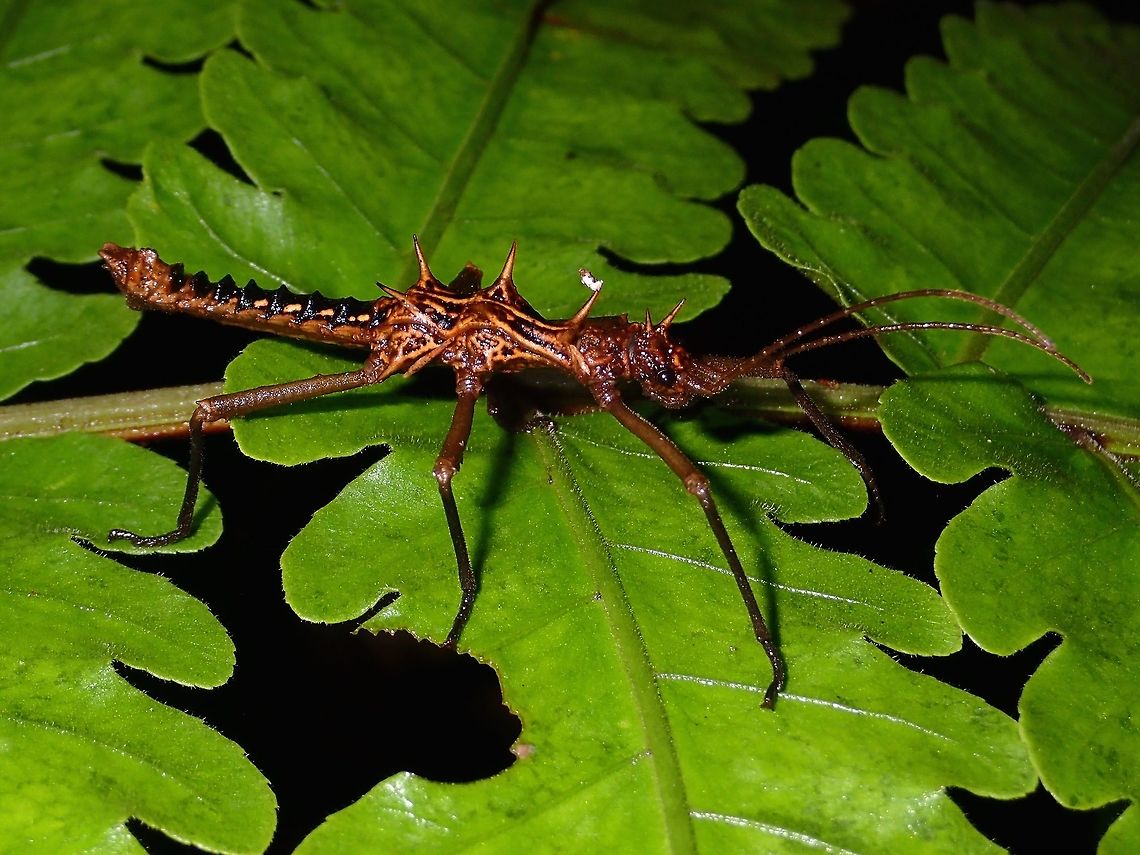 Stick Insect, Phasmid Male Phasmid of the species, Dares ulula.<br />
They have spines on the head and thorax.<br />
<br />
Females of this species can be seen here :<br />
<br />
<figure class="photo"><a href="https://www.jungledragon.com/image/50016/stick_insect_phasmid.html" title="Stick Insect, Phasmid"><img src="https://s3.amazonaws.com/media.jungledragon.com/images/2994/50016_thumb.jpg?AWSAccessKeyId=05GMT0V3GWVNE7GGM1R2&Expires=1759968010&Signature=DGiosX%2B2YLFtnOsKnPvpZmQ0ssc%3D" width="200" height="150" alt="Stick Insect, Phasmid Female Phasmid of the species Dares ulula.<br />
Less spiny than the males, and typical of Phasmids from the genus Dares, the females abdomen widens towards the middle before narrowing to the tip.<br />
<br />
Males of this species is shown here :<br />
<br />
https://www.jungledragon.com/image/50014/stick_insect_phasmid.html Dares ulula,Geotagged,Malaysia,Spring,Stick Insect - Dares ulula" /></a></figure><br />
 Dares ulula,Geotagged,Malaysia,Spring,Stick Insect - Dares ulula