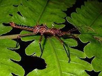 Stick Insect, Phasmid Male Phasmid of the species, Dares ulula.<br />
They have spines on the head and thorax.<br />
<br />
Females of this species can be seen here :<br />
<br />
https://www.jungledragon.com/image/50016/stick_insect_phasmid.html<br />
Dares ulula,Geotagged,Malaysia,Spring,Stick Insect - Dares ulula