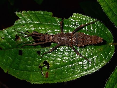 Stick Insect, Phasmid Female Phasmid of the species Dares ulula.
Less spiny than the males, and typical of Phasmids from the genus Dares, the females abdomen widens towards the middle before narrowing to the tip.

Males of this species is shown here :

https://www.jungledragon.com/image/50014/stick_insect_phasmid.html Dares ulula,Geotagged,Malaysia,Spring,Stick Insect - Dares ulula