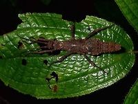 Stick Insect, Phasmid Female Phasmid of the species Dares ulula.<br />
Less spiny than the males, and typical of Phasmids from the genus Dares, the females abdomen widens towards the middle before narrowing to the tip.<br />
<br />
Males of this species is shown here :<br />
<br />
https://www.jungledragon.com/image/50014/stick_insect_phasmid.html Dares ulula,Geotagged,Malaysia,Spring,Stick Insect - Dares ulula