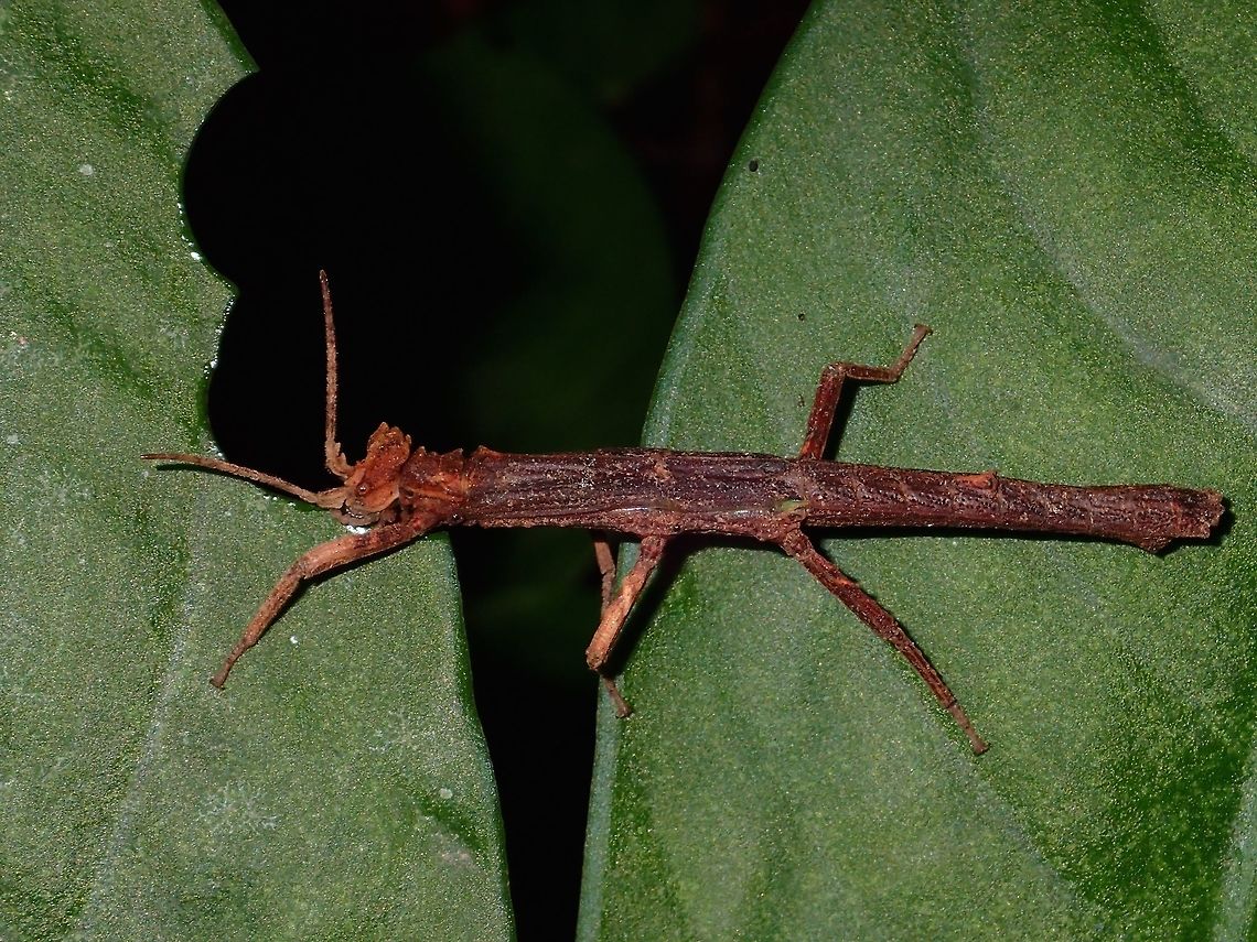Dinner time Male Phasmid of the species, Pylaemenes borneensis taking a bite on a leaf. Geotagged,Kubah,Malaysia,Phasmid,Pylaemenes borneensis,Sarawak,Spring,Stick Insect
