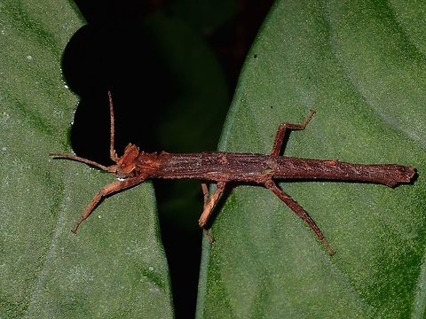 Dinner time Male Phasmid of the species, Pylaemenes borneensis taking a bite on a leaf. Geotagged,Kubah,Malaysia,Phasmid,Pylaemenes borneensis,Sarawak,Spring,Stick Insect