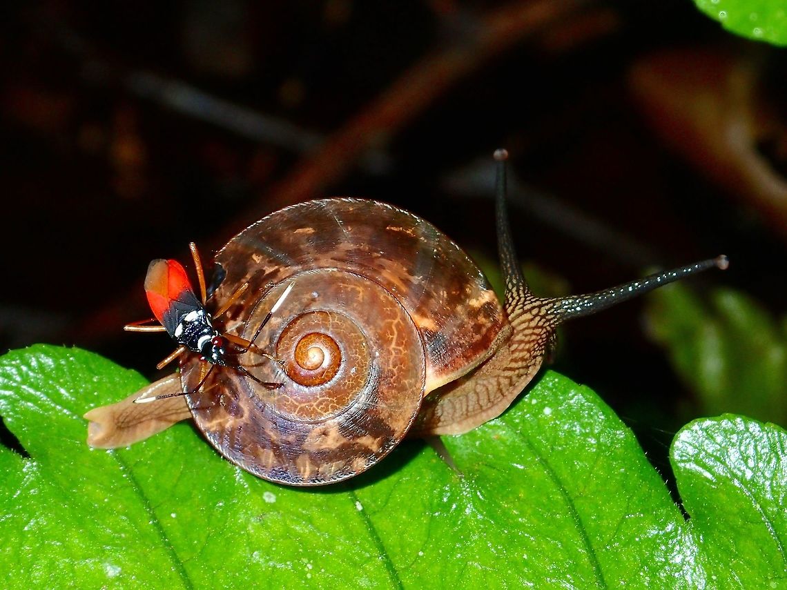 Bug riding Snail Small Snail giving a bug a ride.<br />
<br />
Possibly Vitrinula thisbe Geotagged,Kubah,Malaysia,Sarawak,Snail,Spring,Vitrinula thisbe