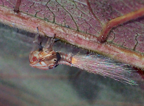 Nymph of Planthopper Nymph of Planthopper.
It seems their food source is very high in sugar that the urine they secretes crystallizes. Geotagged,Kubah,Malaysia,Planthopper,Sarawak,Spring