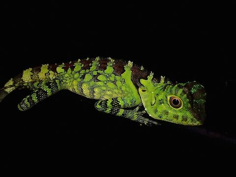 Defying Gravity This Borneo Anglehead Lizard - Gonocephalus borneensis was perched on a small dead branch.
This picture was  taken with low flash, with the small dead branch that was dark brown/black in colour looks less conspicuous making it as though it was floating in the air. Borneo Anglehead Lizard,Geotagged,Gonocephalus bornensis,Kubah,Lizard,Malaysia,Sarawak,Spring