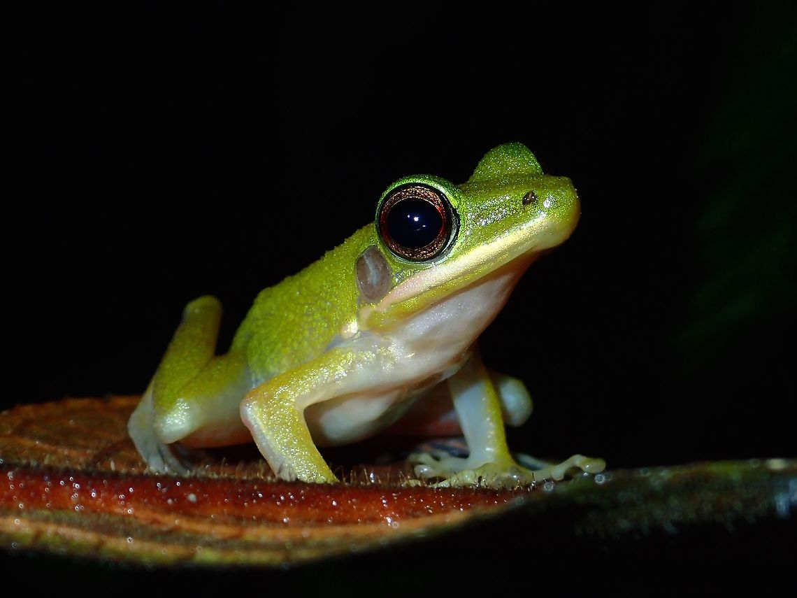 White Lipped Frog This White Lipped Frog - Hylarana raniceps is also known as Copper-cheeked Frog.<br />
Mostly green in colour on its back, as per both its names, it has white band above its mouth and a copper-coloured round patch behind its eyes and above the back of its mouth. Copper-cheeked Frog,Frog,Geotagged,Hylarana raniceps,Kubah,Malaysia,Sarawak,Spring,White Lipped Frog