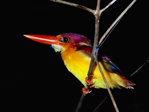 Oriental Dwarf Kingfisher Small in size, the Oriental Dwarf Kingfisher - Ceyx erithaca is brightly coloured especially when seen at night shine by bright light.  This one was found resting on a low branch and I was able to get up close to take pictures of it. Bird,Ceyx erithaca,Geotagged,Kingfisher,Kubah,Malaysia,Oriental dwarf kingfisher,Sarawak,Spring