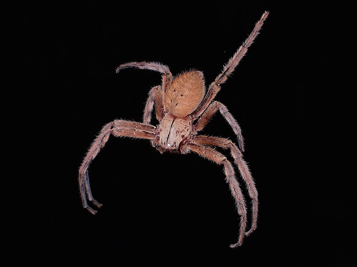 Hanging by a thread Huntsman Spider, not sure if this one is a David Bowie Huntsman Spider - Heteropoda davidbowie or another species of Huntsman Spider.  Fairly large in size. Geotagged,Huntsman Spider,Kubah,Malaysia,Sarawak,Spider,Spring