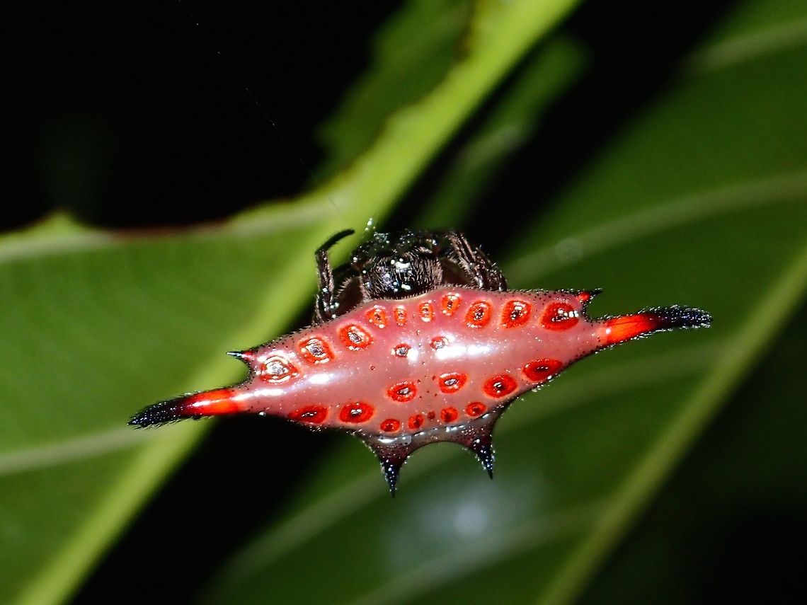 Red Spiny Orbweaver Spider - Gasteracantha diardi Small in size, around 1 cm width, back is red in colour and tips of spines are black.<br />
Tip of spines on the side has bluish tint on the underside.<br />
<br />
Not sure, but could be from the genus Gasteracantha.<br />
<br />
Update : Got the ID from another forum, without flash, lighting, the Spider is seen as mostly black, with strong flash, its possible to get the red colour as seen in the picture. Gasteracantha diardi,Geotagged,Kubah,Malaysia,Sarawak,Spider,Spiny Orbweaver Spider,Spring