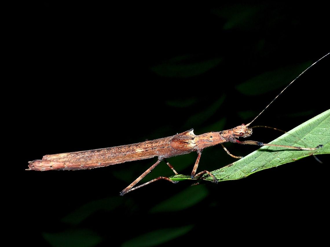 Stick Insect, Phasmid Female Phasmid of the species Calvisia conicipennis.  This species is the least colourful among all the species under the genus of Calvisia. Calvisia conicipennis,Dull Knob-necked Stick Insect,Geotagged,Kubah,Malaysia,Phasmid,Sarawak,Spring