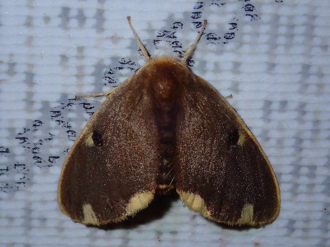 Moth Moth, attracted by light at night at Kubah National Park Geotagged,Kubah,Malaysia,Moth,Sarawak,Spring