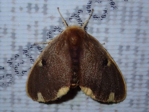 Moth Moth, attracted by light at night at Kubah National Park Geotagged,Kubah,Malaysia,Moth,Sarawak,Spring