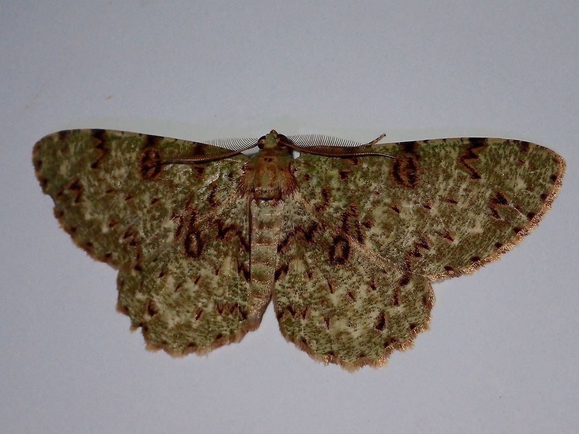 Moth Moth, attracted by light at night at Kubah National Park Geotagged,Kubah,Malaysia,Moth,Ophthalmitis rufilauta,Sarawak,Spring