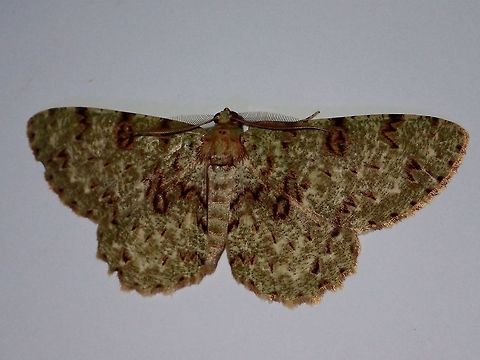 Moth Moth, attracted by light at night at Kubah National Park Geotagged,Kubah,Malaysia,Moth,Ophthalmitis rufilauta,Sarawak,Spring