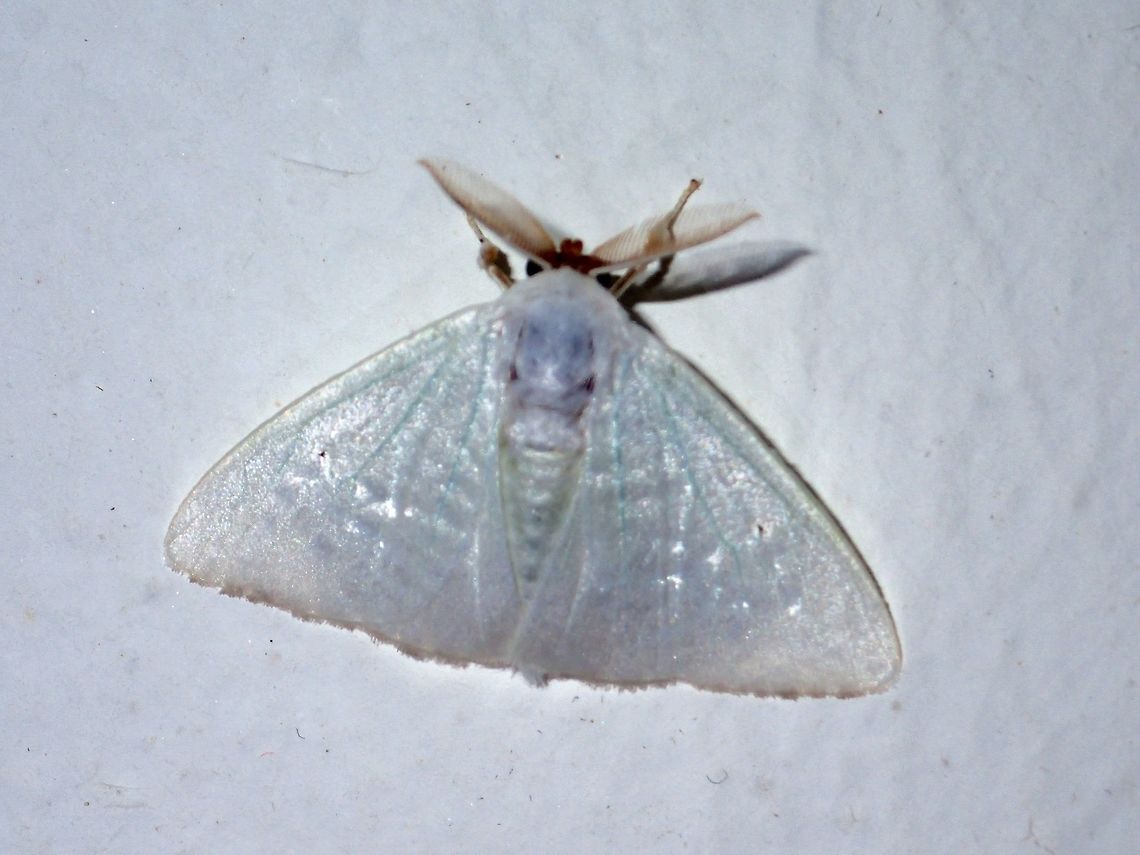 Germar's Satin Moth Germar's Satin Moths - Arctornis sp all white in colour, attracted by the light at night at Kubah National Park.<br />
<br />
ID given by Dr. Roger Kendrick and according to him, placement to species rank requires dissection to investigate the reproductive morphology Arctornis sp,Geotagged,Germar's Satin Moth,Kubah,Malaysia,Moth,Sarawak,Spring