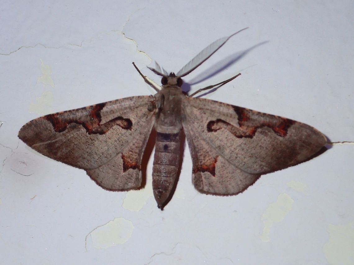 Masked Looper Moth Moth, attracted by the light at night at Kubah National Park<br />
<br />
ID given by Dr. Roger Kendrick Geotagged,Hypochrosis pyrrhophaeata,Kubah,Malaysia,Masked Looper,Moth,Sarawak,Spring