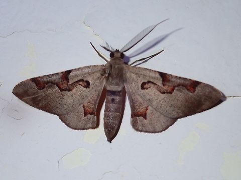 Masked Looper Moth Moth, attracted by the light at night at Kubah National Park

ID given by Dr. Roger Kendrick Geotagged,Hypochrosis pyrrhophaeata,Kubah,Malaysia,Masked Looper,Moth,Sarawak,Spring