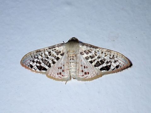 Moth Moth, attracted by the light at night at Kubah National Park Geotagged,Kubah,Malaysia,Moth,Rhodoneura pudicula,Sarawak,Spring,moth week 2018
