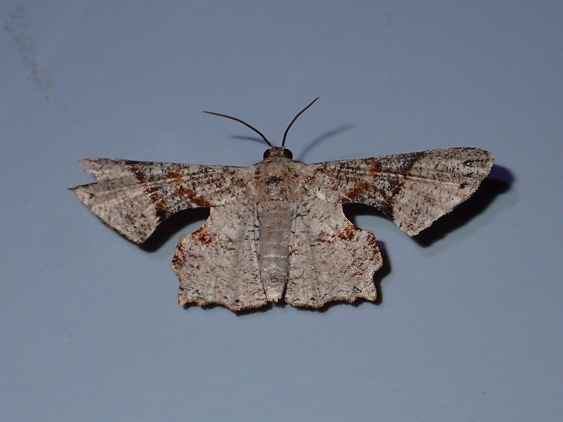 Moth Moth, attracted by the light at night at Kubah National Park Geotagged,Kubah,Malaysia,Moth,Sarawak,Spring
