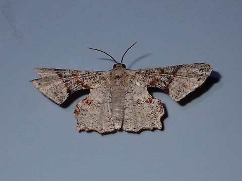 Moth Moth, attracted by the light at night at Kubah National Park Geotagged,Kubah,Malaysia,Moth,Sarawak,Spring