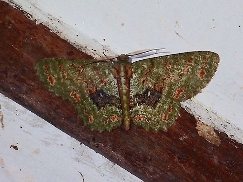 Geometrid Moth - Ophthalmitis satoi Moth, attracted by the light at night at Kubah National Park Geotagged,Kubah,Malaysia,Moth,Ophthalmitis satoi,Sarawak,Spring