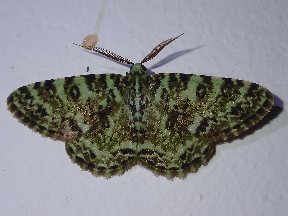 Variegated Ophthalmitis Moth Variegated Ophthalmitis Moth - Ophthalmitis variegata, attracted by the light at night at Kubah National Park Geotagged,Kubah,Malaysia,Moth,Ophthalmitis variegata,Sarawak,Spring,Variegated Ophthalmitis