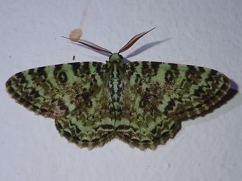 Variegated Ophthalmitis Moth Variegated Ophthalmitis Moth - Ophthalmitis variegata, attracted by the light at night at Kubah National Park Geotagged,Kubah,Malaysia,Moth,Ophthalmitis variegata,Sarawak,Spring,Variegated Ophthalmitis