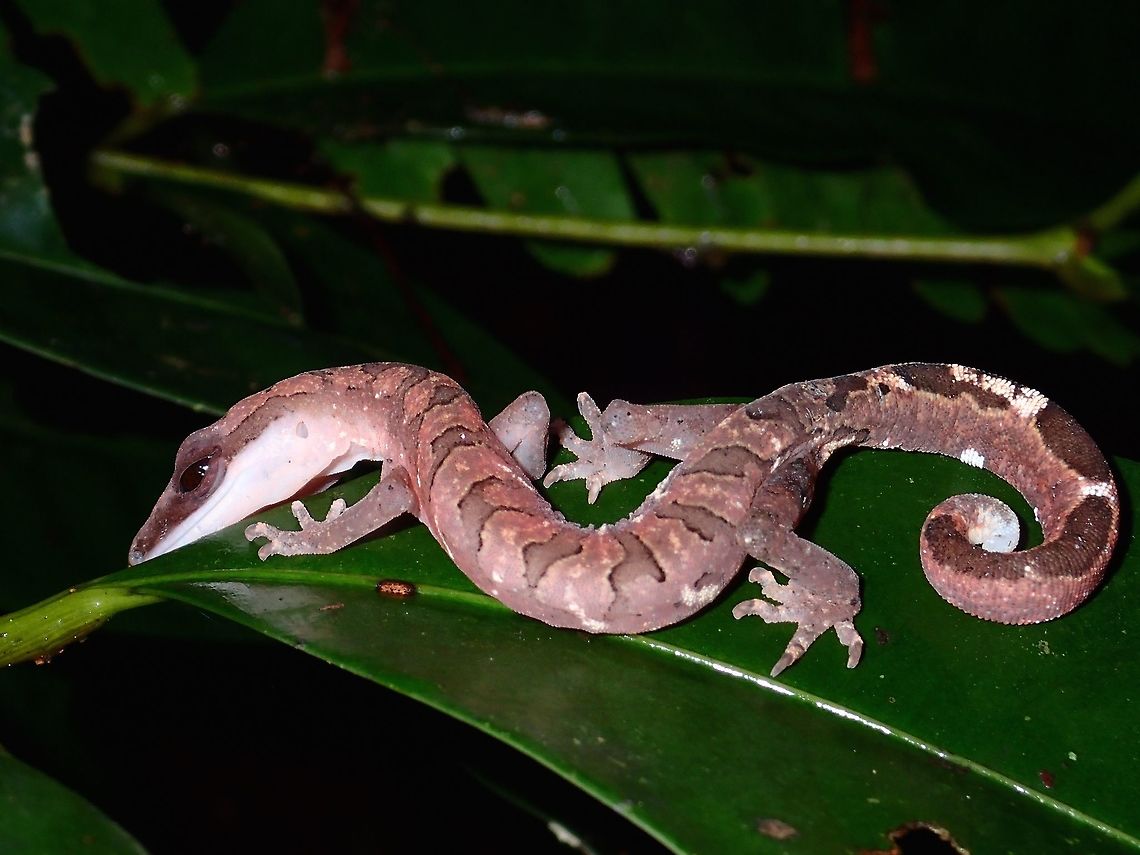 Malaysian Cat Gecko Malaysian Cat Gecko - Aeluroscalabotes felinus, seen during a night walk.  They get their name for the way they curled their tail, like a cat.  There is only one species in the genus and also the only genus within the sub-family of Aeluroscalabotinae.<br />
<br />
First time to see this Cat Gecko and the next day when I asked one of the Rangers to help me with the ID, he said its a fairly common Gecko.  Still, happy to see this one.  They can also be found in Singapore, Indonesia, Thailand and Cambodia. Aeluroscalabotes felinus,Animalia,Cat gecko,Chordata,Eublepharidae,Geotagged,Kubah,Malaysia,Reptilia,Sarawak,Spring,Squamata