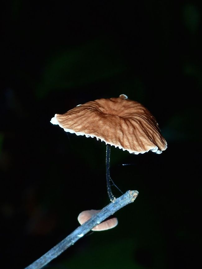 Small Mushroom/Fungi Small Mushroom/Fungi growing on a small dead branch Fungi,Geotagged,Kubah,Malaysia,Mushroom,Sarawak,Spring