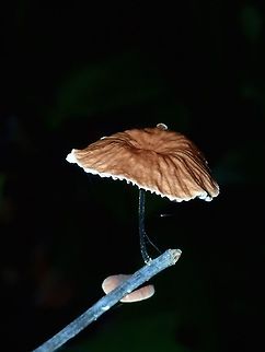 Small Mushroom/Fungi Small Mushroom/Fungi growing on a small dead branch Fungi,Geotagged,Kubah,Malaysia,Mushroom,Sarawak,Spring