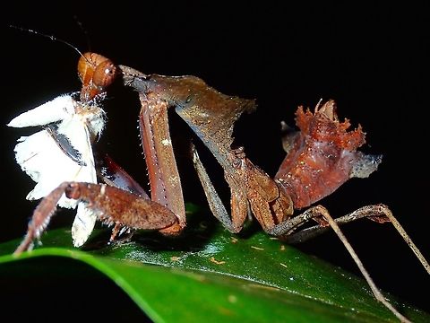 Giant Dead Leaf Mantis Giant Dead Leaf Mantis - Deroplatys desiccata is mostly brown to dark brown in colour with patches of black.
This one was a male sub-adult or nymph, without wings yet.  The fully grown adults have wings.  He has an interesting lobed abdomen.

This one was having a moth for a meal. Dead Leaf Mantis,Deroplatys desiccata,Geotagged,Giant Dead Leaf Mantis,Kubah,Malaysia,Mantis,Praying Mantis,Sarawak,Spring