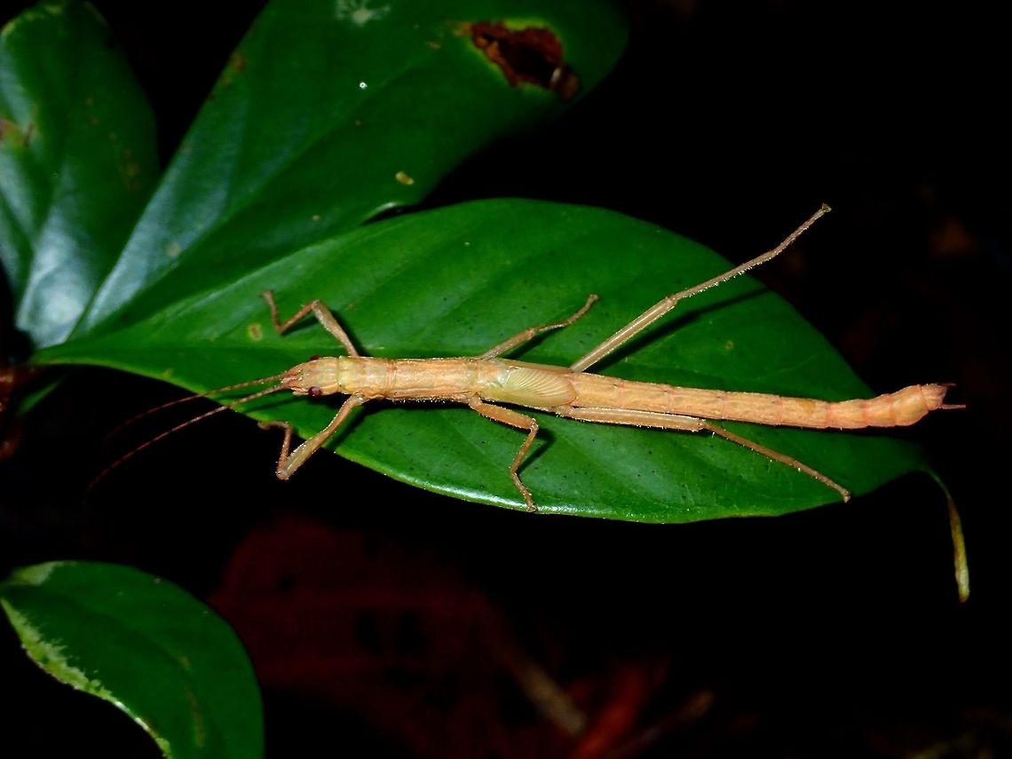 Stick Insect, Phasmid Nymph or sub-adult of a Stick Insect, Phasmid.  This species is a winged species, the wing-buds is showing.<br />
Not able to determine what species of Phasmid this one is. Geotagged,Kubah,Malaysia,Phasmid,Sarawak,Spring,Stick Insect
