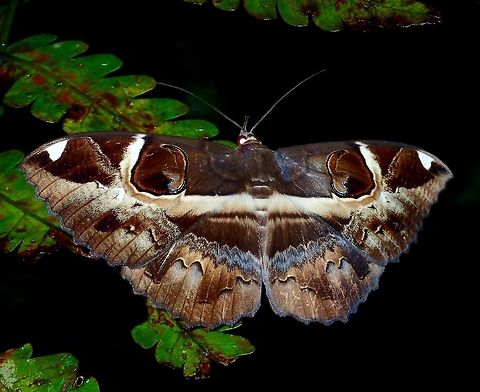 Moth Fairly large sized Moth with false eyes API,Erebus ephesperis,Geotagged,Kubah,Malaysia,Moth,Moth Week 2018,Sarawak,Spring