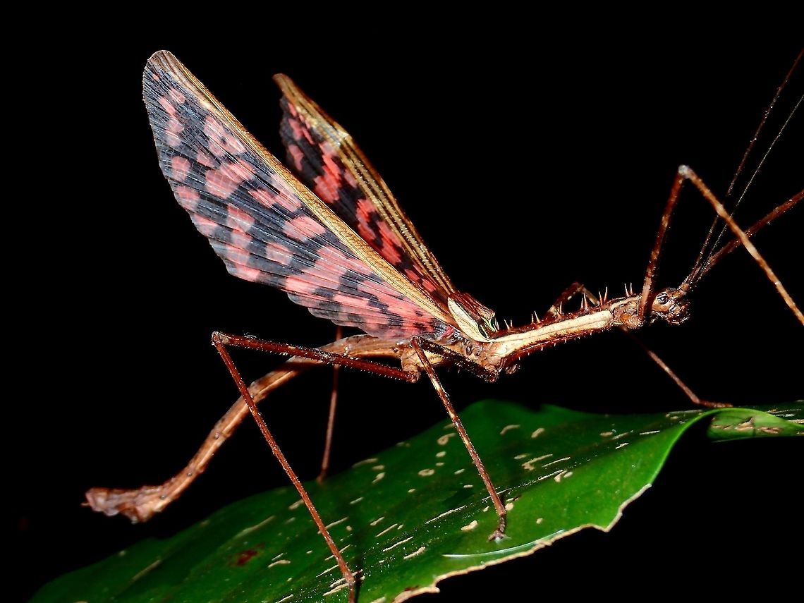 I'm a Dragon! This is a male Phasmid of the species Diesbachia hellotis.  The male as full wings and capable of short flights.<br />
Membrane of the wings are pinkish/reddish with black markings.  He flashes his wings as false alarms.<br />
Fairly large Phasmid, highly spiny especially on the thorax.<br />
<br />
Females of this species has small false wings. Picture of her can be seen here :<br />
<br />
<figure class="photo"><a href="https://www.jungledragon.com/image/44781/false_wings.html" title="False Wings"><img src="https://s3.amazonaws.com/media.jungledragon.com/images/2994/44781_thumb.jpg?AWSAccessKeyId=05GMT0V3GWVNE7GGM1R2&Expires=1769040010&Signature=35s1NgJo%2BFsrDH2%2BVBhHny3FsSk%3D" width="200" height="134" alt="False Wings This is a close-up of the female Phasmid, Diesbachia hellotis flashing her small/false wings in a defensive stand.<br />
<br />
Picture of the whole insect can be seen here :<br />
<br />
https://www.jungledragon.com/image/44780/stick_insect_phasmid_-_diesbachia_hellotis.html<br />
<br />
Picture of male can be seen here :<br />
<br />
https://www.jungledragon.com/image/50343/im_a_dragon.html<br />
 Diesbachia hellotis,Geotagged,Malaysia,Phasmid,Sarawak,Stick Insect,Summer" /></a></figure> Diesbachia hellotis,Geotagged,Kubah,Malaysia,Phasmid,Sarawak,Spring,Stick Insect