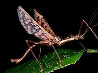 I'm a Dragon! This is a male Phasmid of the species Diesbachia hellotis.  The male as full wings and capable of short flights.<br />
Membrane of the wings are pinkish/reddish with black markings.  He flashes his wings as false alarms.<br />
Fairly large Phasmid, highly spiny especially on the thorax.<br />
<br />
Females of this species has small false wings. Picture of her can be seen here :<br />
<br />
https://www.jungledragon.com/image/44781/false_wings.html Diesbachia hellotis,Geotagged,Kubah,Malaysia,Phasmid,Sarawak,Spring,Stick Insect