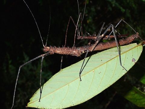 Spiny Couple A pair of Phasmids of the species Diesbachia hellotis Diesbachia hellotis,Geotagged,Kubah,Malaysia,Phasmid,Sarawak,Spring,Stick Insect