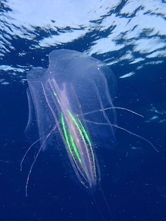 Flashing Comb Jelly - Ctenophores Commonly known as Comb Jelly, Ctenophores are mostly translucent/transparent, able to retract and expand their body and emits out lights as it swim through the water column. Saw quite a lot of them during a dive, quite large in size, mostly around 15 cm when retracted and when it opens up, it looks like a space ship (Empire's Tie Fighter in Star Wars) with 'wing-span' of around 30 cm. The bioluminescence lights they emits can sometimes be captured in neon colour under flash photography as shown in this picture.

Read more about them and their interesting evolutionary history here :

http://news.nationalgeographic.com/news/2014/05/140521-comb-jelly-ctenophores-oldest-animal-family-tree-science/
 Cebu,Comb Jelly,Ctenophores,Geotagged,Malapascua,Philippines,Spring