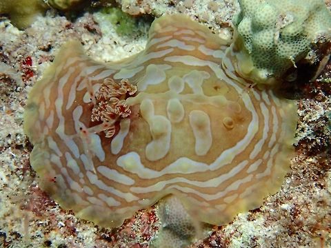 Asteronotus cespitosus