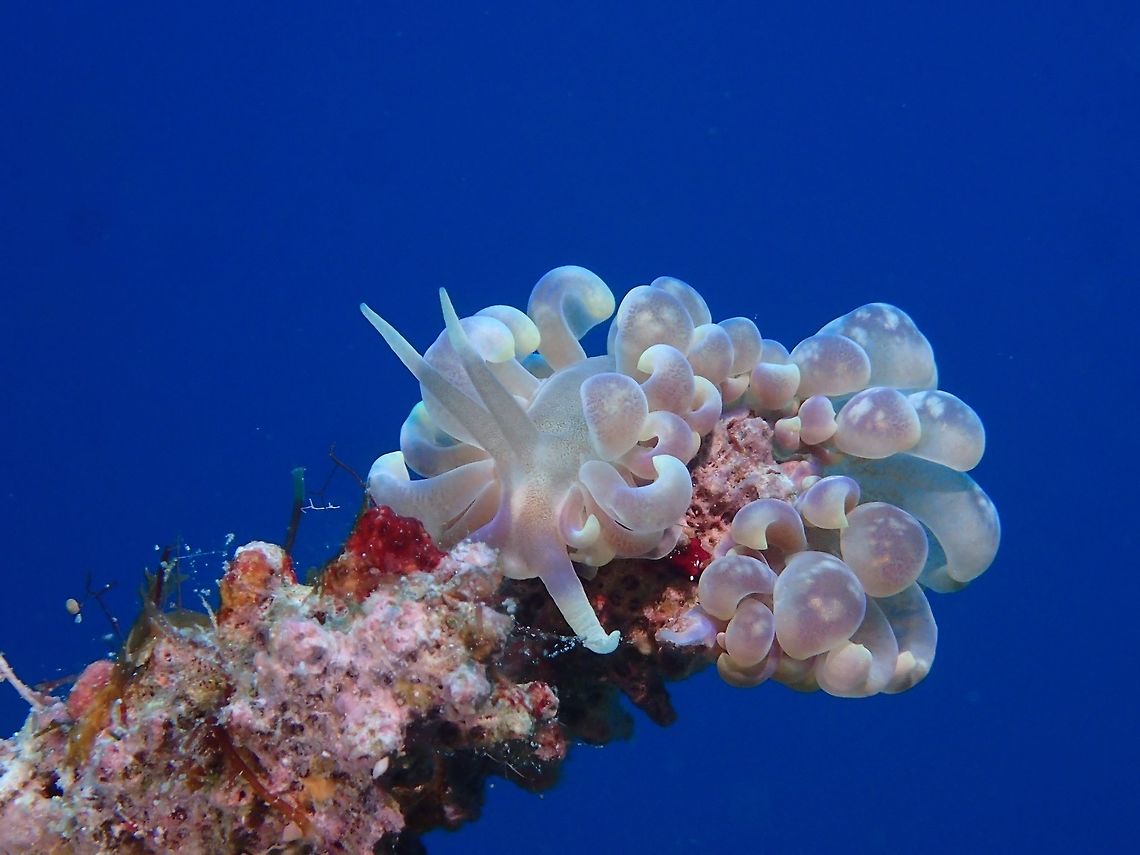 Phyllodesmium magnum Nudibranch This Phyllodesmium magnum Nudibranch has translucent cerrata and feeds on soft corals.  They also have Zooxanthellae inside them which is capable of photosynthesis and this provides sometimes up to 90% of their Nudibranch host's energy needs for metabolism, growth and reproduction. In return, they receive nutrients, carbon dioxide, and an elevated position with access to sunshine.<br />
<br />
<br />
Zooxanthellae are photosynthetic organisms, which contain chlorophyll a and chlorophyll c, as well as the dinoflagellate pigments peridinin and diadinoxanthin. These provide the yellowish and brownish colours typical of many of the host species. During the day, they provide their host with the organic carbon products of photosynthesis, sometimes providing up to 90% of their host's energy needs for metabolism, growth and reproduction. In return, they receive nutrients, carbon dioxide, and an elevated position with access to sunshine. Cebu,Geotagged,Malapascua,Nudibranch,Philippines,Phyllodesmium magnum,Spring