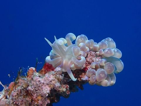 Phyllodesmium magnum Nudibranch This Phyllodesmium magnum Nudibranch has translucent cerrata and feeds on soft corals.  They also have Zooxanthellae inside them which is capable of photosynthesis and this provides sometimes up to 90% of their Nudibranch host's energy needs for metabolism, growth and reproduction. In return, they receive nutrients, carbon dioxide, and an elevated position with access to sunshine.


Zooxanthellae are photosynthetic organisms, which contain chlorophyll a and chlorophyll c, as well as the dinoflagellate pigments peridinin and diadinoxanthin. These provide the yellowish and brownish colours typical of many of the host species. During the day, they provide their host with the organic carbon products of photosynthesis, sometimes providing up to 90% of their host's energy needs for metabolism, growth and reproduction. In return, they receive nutrients, carbon dioxide, and an elevated position with access to sunshine. Cebu,Geotagged,Malapascua,Nudibranch,Philippines,Phyllodesmium magnum,Spring