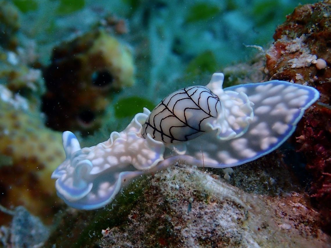 Miniature Melo This Miniature Melo - Micromelo undata is fondly called Bubble Snail, they are considered Snails because they still have the shell.  They are considered &#039;uncommon&#039; and from my personal experience, usually only sees them at certain period of the year and then you don&#039;t see them anymore for the rest of the year.  When you see them, it is possible to see them in the same small area in big numbers Bubble Snail,Cebu,Geotagged,Malapascua,Micromelo undatus,Miniature melo,Philippines,Snail,Spring