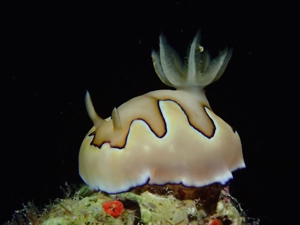 Nudibranch - Goniobranchus koi This Goniobranchus koi nudibranch is mostly cream to orangish colour with darker shades on top of its body with black borders. Cebu,Geotagged,Goniobranchus coi,Malapascua,Nudibranch,Philippines,Spring