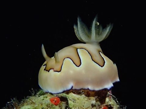 Nudibranch - Goniobranchus koi This Goniobranchus koi nudibranch is mostly cream to orangish colour with darker shades on top of its body with black borders. Cebu,Geotagged,Goniobranchus coi,Malapascua,Nudibranch,Philippines,Spring