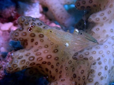 Harpiliopsis depressa Shrimp