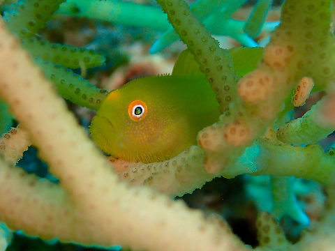 Yellow Hairy/Bearded Goby This Yellow Hairy Goby - Paragobiodon xanthosoma is also fondly known as Yellow Bearded Goby. Close-up of the face will show that it has 'hairy' look on its face.  They lives among small bunches of staghorn/hard corals and can be very difficult to find or take picture of, especially of the whole fish. Cebu,Geotagged,Goby,Malapascua,Paragobiodon xanthosoma,Philippines,Spring,Yellow Bearded Goby,Yellow Hairy Goby