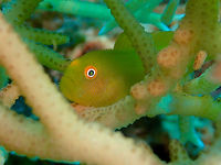 Yellow Hairy/Bearded Goby This Yellow Hairy Goby - Paragobiodon xanthosoma is also fondly known as Yellow Bearded Goby. Close-up of the face will show that it has 'hairy' look on its face.  They lives among small bunches of staghorn/hard corals and can be very difficult to find or take picture of, especially of the whole fish. Cebu,Geotagged,Goby,Malapascua,Paragobiodon xanthosoma,Philippines,Spring,Yellow Bearded Goby,Yellow Hairy Goby