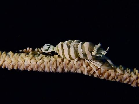 Whip Coral Shrimps The Whip Coral Shrimps - Pontonides unciger are usually found on Whip Corals and they have taken on the colouration and markings of the host Whip Corals that makes them well camouflaged and can be difficult to find unless you are familiar with them.  In the picture, there is a large sized Shrimp (around 1.5 cm) and a much smaller Shrimp behind it. Cebu,Geotagged,Malapascua,Philippines,Pontonides unciger,Shrimp,Spring,Whip Coral Shrimp