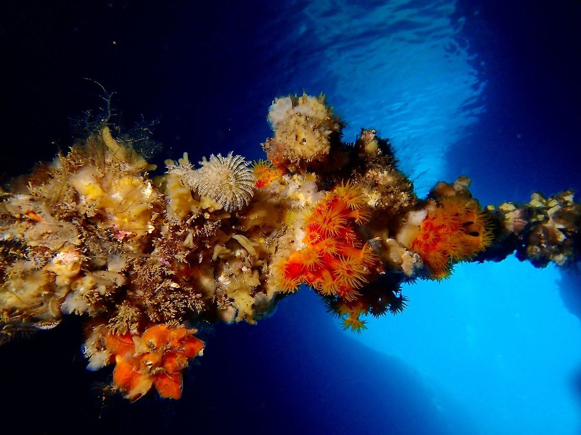 Underwater Tunnel Scenery This picture is to show the colourful underwater marine life.  This is a rope tied inside an underwater tunnel and over the years, the rope is overgrown with variety of sponges, tube worms and soft corals.  The background is the entrance of the underwater tunnel. Cebu,Gato Island,Geotagged,Malapascua,Philippines,Spring,Underwater scenery